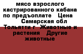 мясо взрослого кастрированного кабана по предъоплате › Цена ­ 200 - Самарская обл., Тольятти г. Животные и растения » Другие животные   